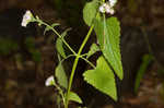 Pink thoroughwort